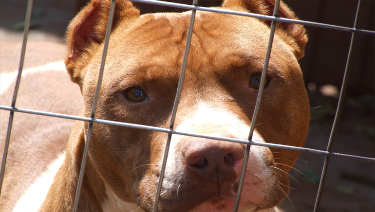 Registrados 8 animales peligrosos en Totana en lo que va de año